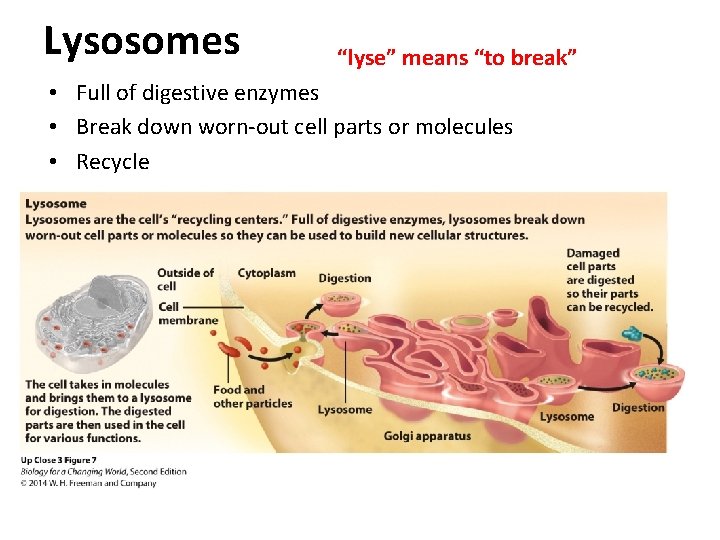 Lysosomes “lyse” means “to break” • Full of digestive enzymes • Break down worn-out