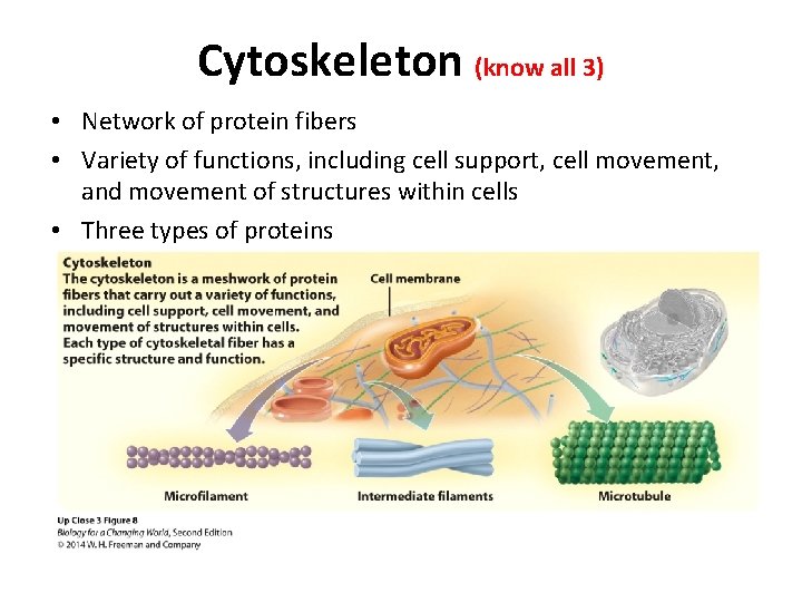 Cytoskeleton (know all 3) • Network of protein fibers • Variety of functions, including