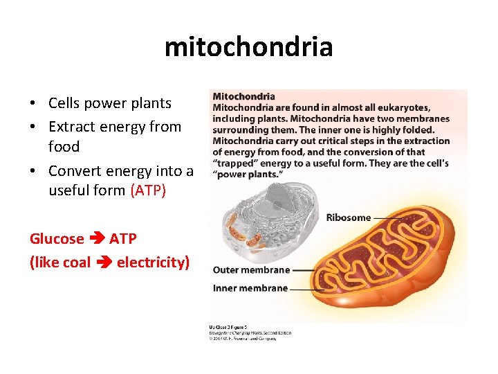 mitochondria • Cells power plants • Extract energy from food • Convert energy into