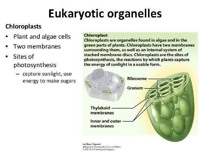 Eukaryotic organelles Chloroplasts • Plant and algae cells • Two membranes • Sites of
