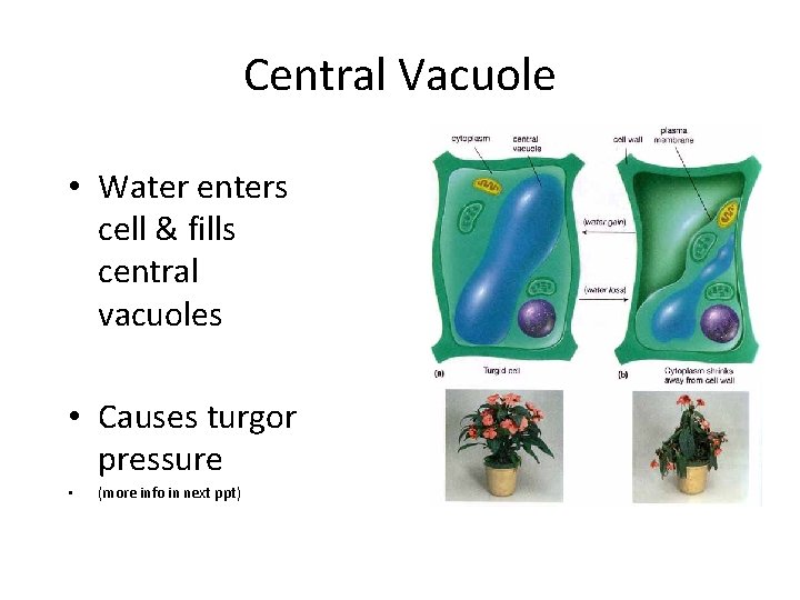 Central Vacuole • Water enters cell & fills central vacuoles • Causes turgor pressure