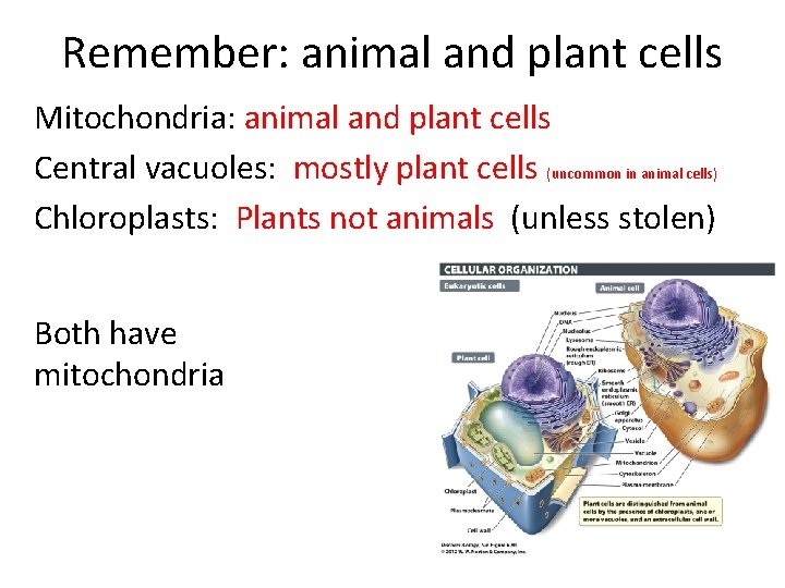 Remember: animal and plant cells Mitochondria: animal and plant cells Central vacuoles: mostly plant