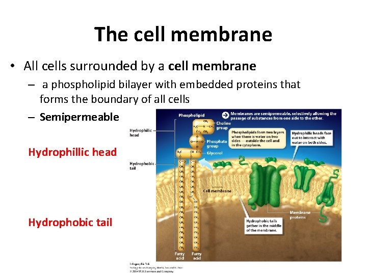 The cell membrane • All cells surrounded by a cell membrane – a phospholipid