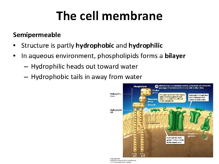 The cell membrane Semipermeable • Structure is partly hydrophobic and hydrophilic • In aqueous