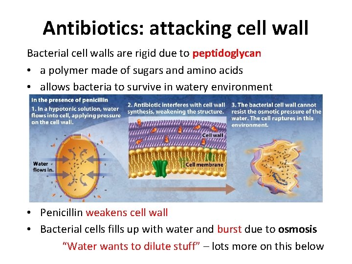 Antibiotics: attacking cell wall Bacterial cell walls are rigid due to peptidoglycan • a