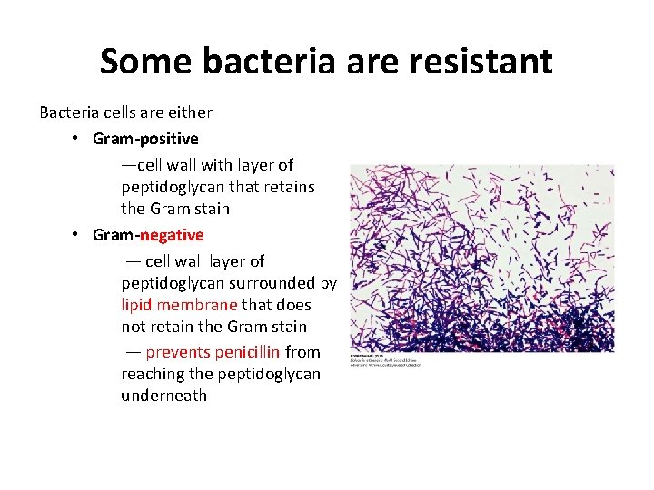Some bacteria are resistant Bacteria cells are either • Gram-positive —cell wall with layer