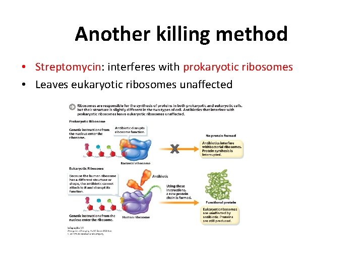 Another killing method • Streptomycin: interferes with prokaryotic ribosomes • Leaves eukaryotic ribosomes unaffected