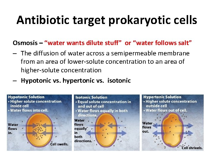 Antibiotic target prokaryotic cells Osmosis – “water wants dilute stuff” or “water follows salt”