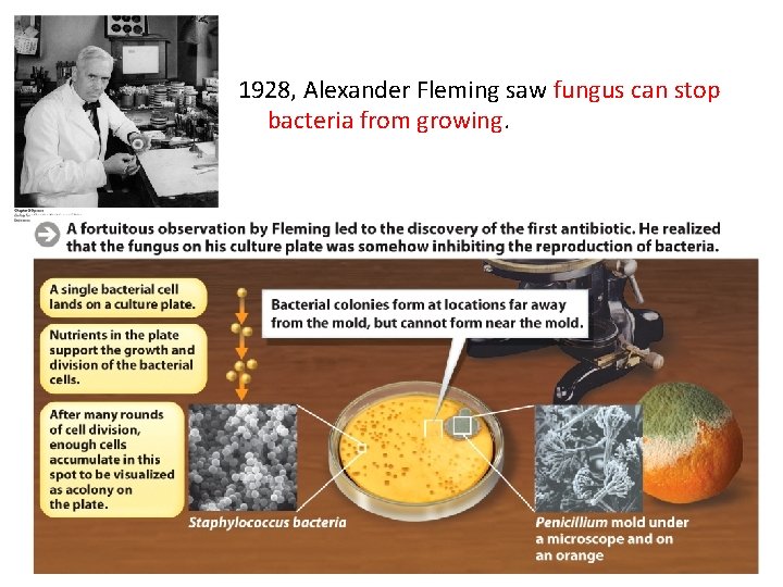 1928, Alexander Fleming saw fungus can stop bacteria from growing. 