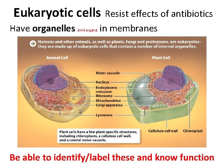 Eukaryotic cells Resist effects of antibiotics Have organelles (mini organs) in membranes Be able