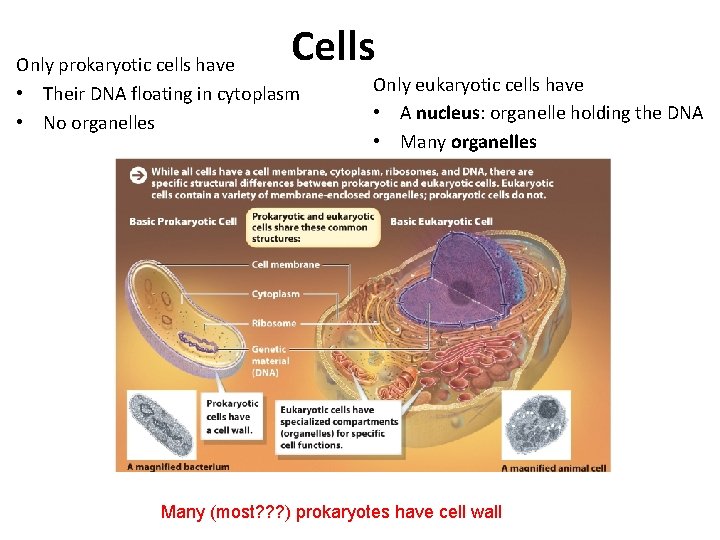 Cells Only prokaryotic cells have • Their DNA floating in cytoplasm • No organelles