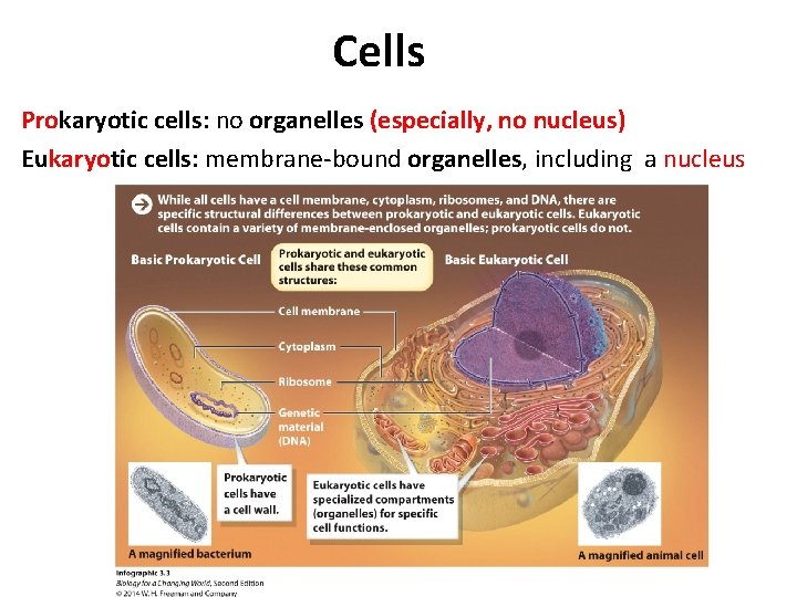 Cells Prokaryotic cells: no organelles (especially, no nucleus) Eukaryotic cells: membrane-bound organelles, including a