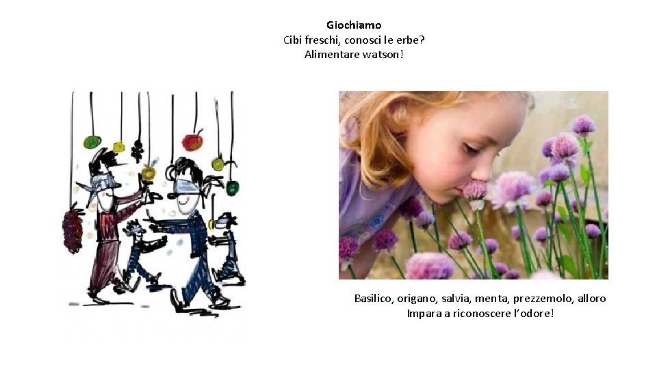 Giochiamo Cibi freschi, conosci le erbe? Alimentare watson! Basilico, origano, salvia, menta, prezzemolo, alloro