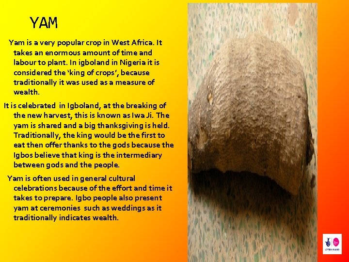 YAM Yam is a very popular crop in West Africa. It takes an enormous
