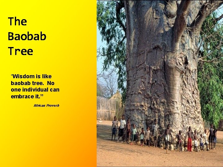 The Baobab Tree “Wisdom is like baobab tree. No one individual can embrace it.