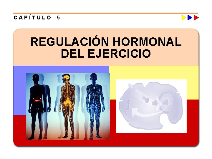 CAPÍTULO 5 REGULACIÓN HORMONAL DEL EJERCICIO 