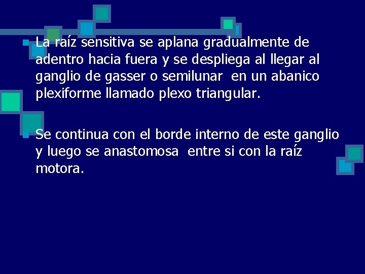 n La raíz sensitiva se aplana gradualmente de adentro hacia fuera y se despliega