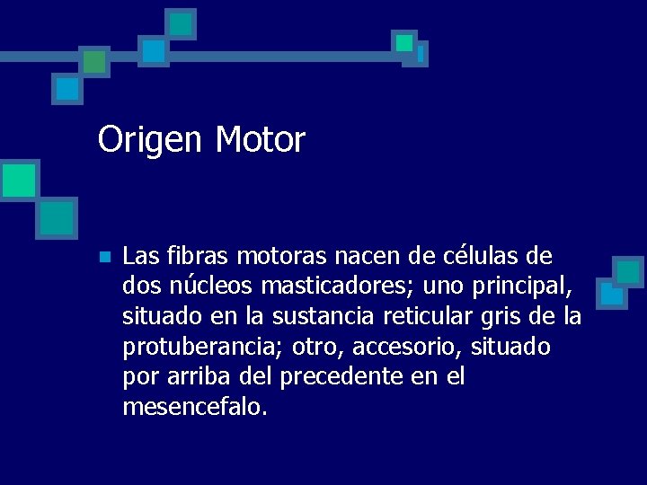 Origen Motor n Las fibras motoras nacen de células de dos núcleos masticadores; uno