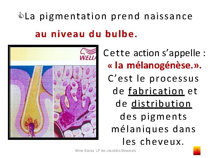  La pigmentation prend naissance au niveau du bulbe. Cette action s’appelle : «