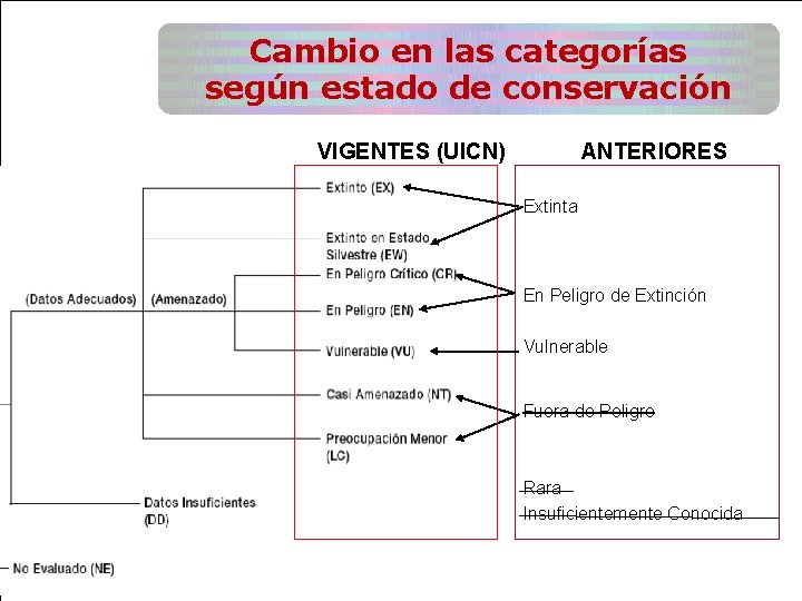 Cambio en las categorías según estado de conservación VIGENTES (UICN) ANTERIORES Extinta En Peligro Cambio en las categorías según estado de conservación VIGENTES (UICN) ANTERIORES Extinta En Peligro