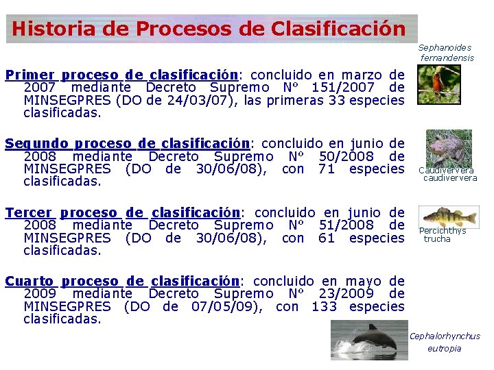 Historia de Procesos de Clasificación Sephanoides fernandensis Primer proceso de clasificación: concluido en marzo Historia de Procesos de Clasificación Sephanoides fernandensis Primer proceso de clasificación: concluido en marzo