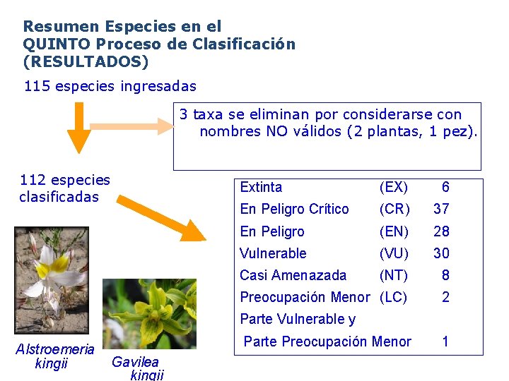 Resumen Especies en el QUINTO Proceso de Clasificación (RESULTADOS) 115 especies ingresadas 3 taxa Resumen Especies en el QUINTO Proceso de Clasificación (RESULTADOS) 115 especies ingresadas 3 taxa