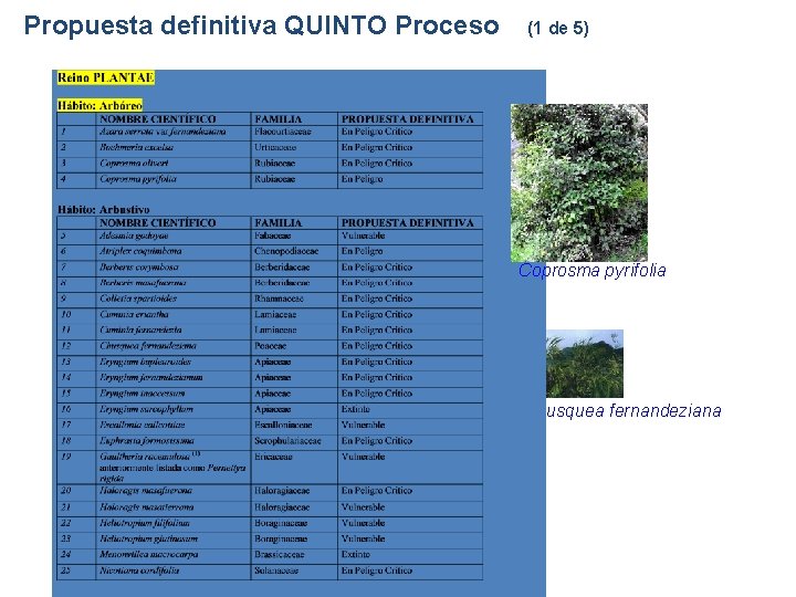 Propuesta definitiva QUINTO Proceso (1 de 5) Coprosma pyrifolia Chusquea fernandeziana Propuesta definitiva QUINTO Proceso (1 de 5) Coprosma pyrifolia Chusquea fernandeziana