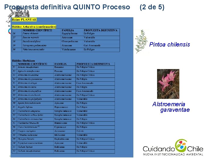 Propuesta definitiva QUINTO Proceso (2 de 5) Pintoa chilensis Alstroemeria garaventae Propuesta definitiva QUINTO Proceso (2 de 5) Pintoa chilensis Alstroemeria garaventae
