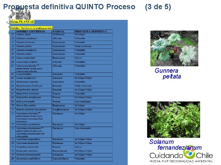 Propuesta definitiva QUINTO Proceso (3 de 5) Gunnera peltata Solanum fernandezianum Propuesta definitiva QUINTO Proceso (3 de 5) Gunnera peltata Solanum fernandezianum