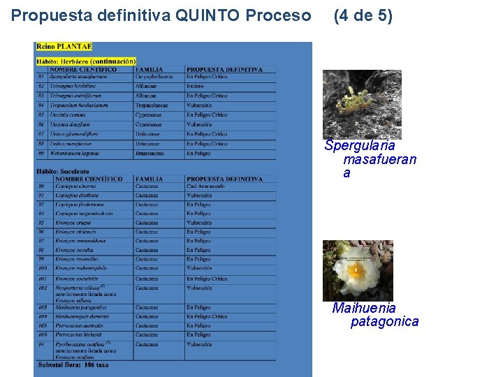 Propuesta definitiva QUINTO Proceso (4 de 5) Spergularia masafueran a Maihuenia patagonica Propuesta definitiva QUINTO Proceso (4 de 5) Spergularia masafueran a Maihuenia patagonica