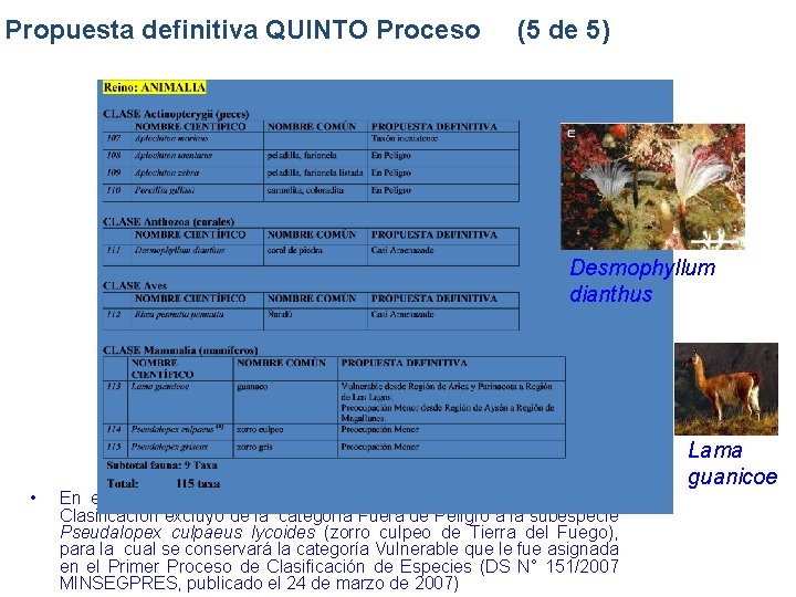 Propuesta definitiva QUINTO Proceso (5 de 5) Desmophyllum dianthus • En el caso de Propuesta definitiva QUINTO Proceso (5 de 5) Desmophyllum dianthus • En el caso de