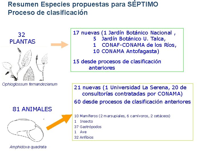Resumen Especies propuestas para SÉPTIMO Proceso de clasificación 32 PLANTAS 17 nuevas (1 Jardín Resumen Especies propuestas para SÉPTIMO Proceso de clasificación 32 PLANTAS 17 nuevas (1 Jardín