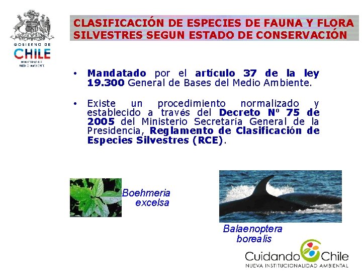 CLASIFICACIÓN DE ESPECIES DE FAUNA Y FLORA SILVESTRES SEGUN ESTADO DE CONSERVACIÓN • Mandatado CLASIFICACIÓN DE ESPECIES DE FAUNA Y FLORA SILVESTRES SEGUN ESTADO DE CONSERVACIÓN • Mandatado
