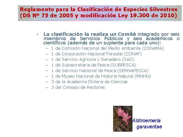 Reglamento para la Clasificación de Especies Silvestres (DS Nº 75 de 2005 y modificación Reglamento para la Clasificación de Especies Silvestres (DS Nº 75 de 2005 y modificación