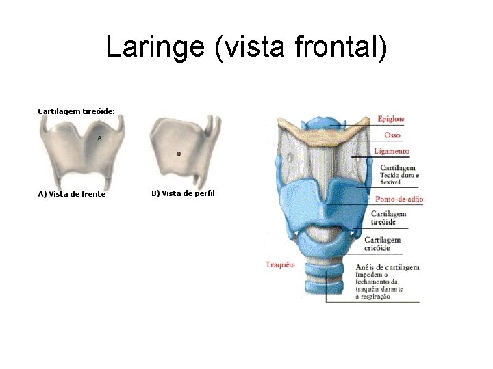 Laringe (vista frontal) Laringe (vista frontal)