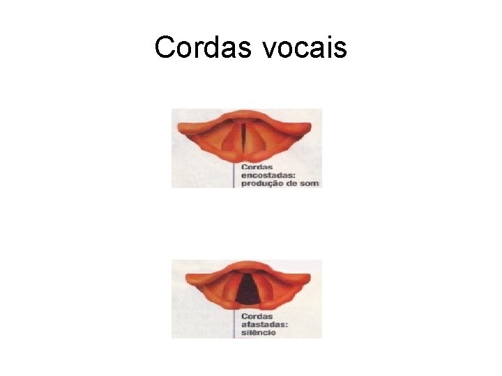 Cordas vocais Cordas vocais