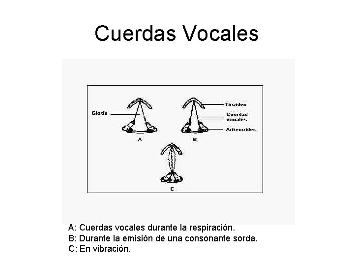Cuerdas Vocales A: Cuerdas vocales durante la respiración. B: Durante la emisión de una Cuerdas Vocales A: Cuerdas vocales durante la respiración. B: Durante la emisión de una