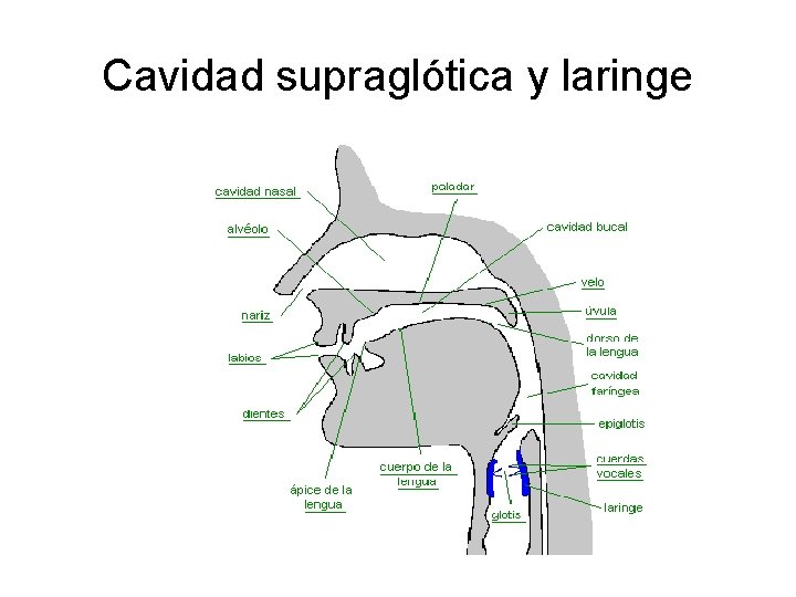 Cavidad supraglótica y laringe Cavidad supraglótica y laringe