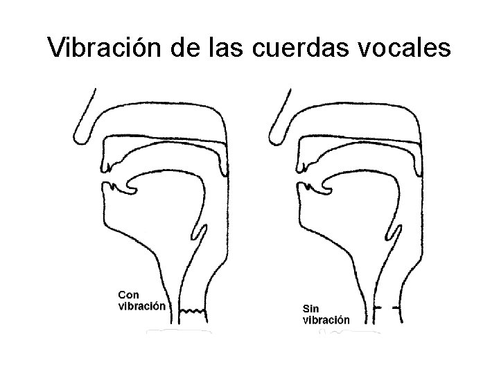 Vibración de las cuerdas vocales Vibración de las cuerdas vocales