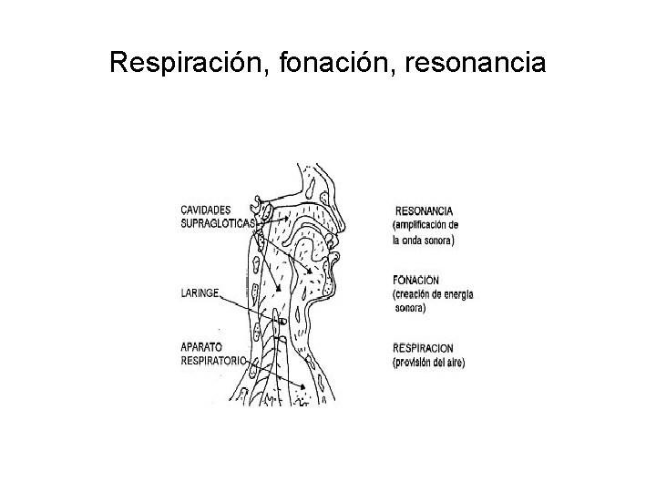 Respiración, fonación, resonancia Respiración, fonación, resonancia