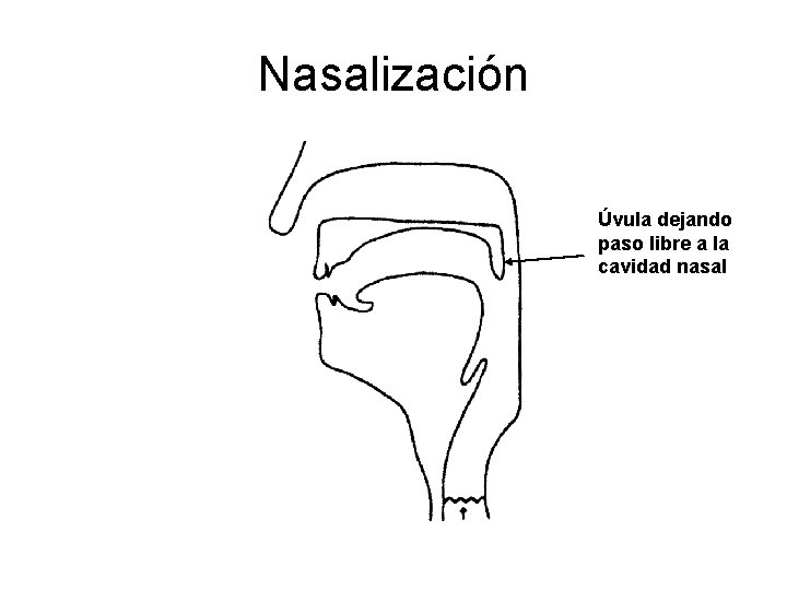 Nasalización Úvula dejando paso libre a la cavidad nasal Nasalización Úvula dejando paso libre a la cavidad nasal