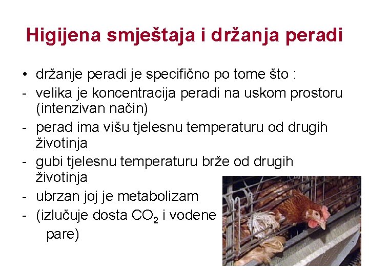 Higijena smještaja i držanja peradi • držanje peradi je specifično po tome što :