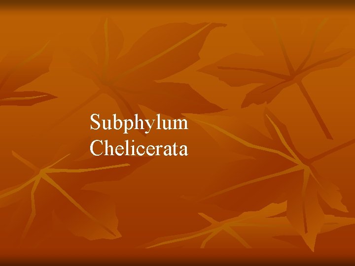Subphylum Chelicerata 