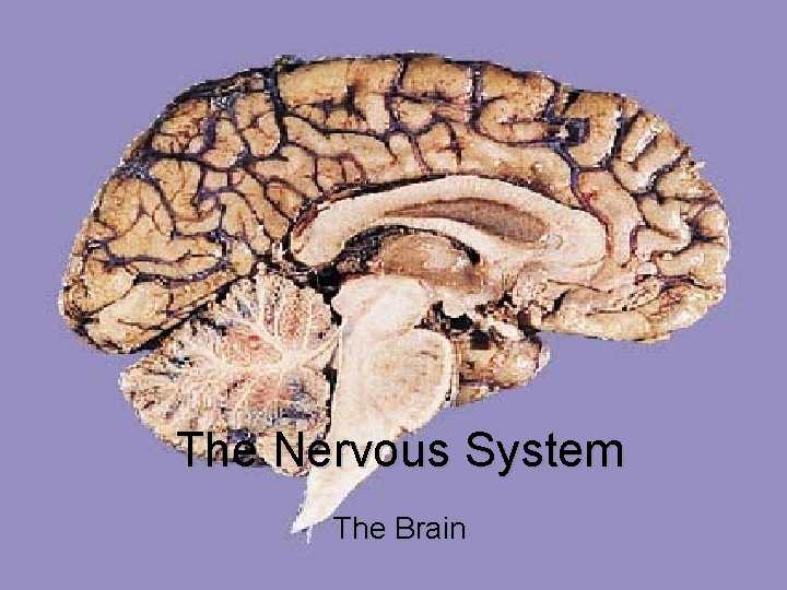 The Nervous System The Brain 