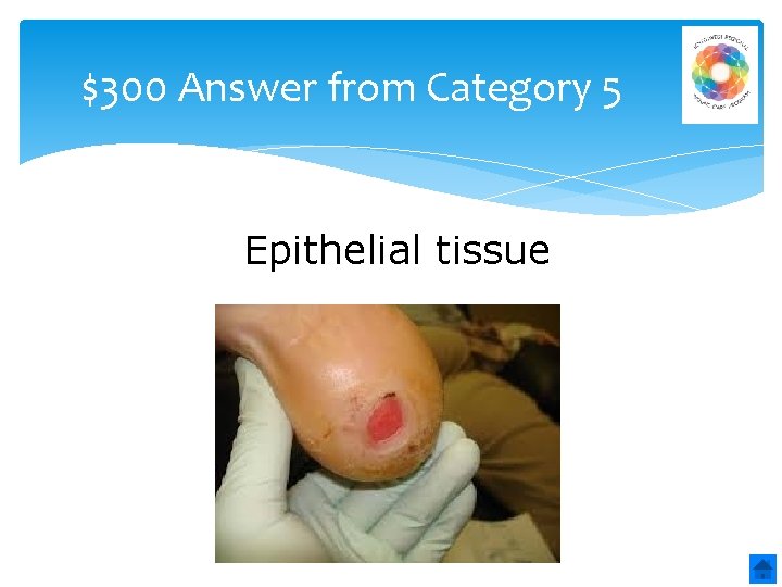 $300 Answer from Category 5 Epithelial tissue 