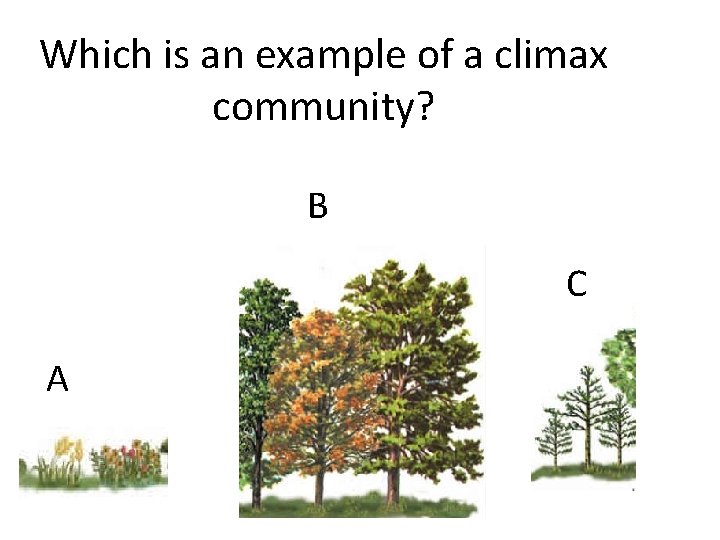 Which is an example of a climax community? B C A 