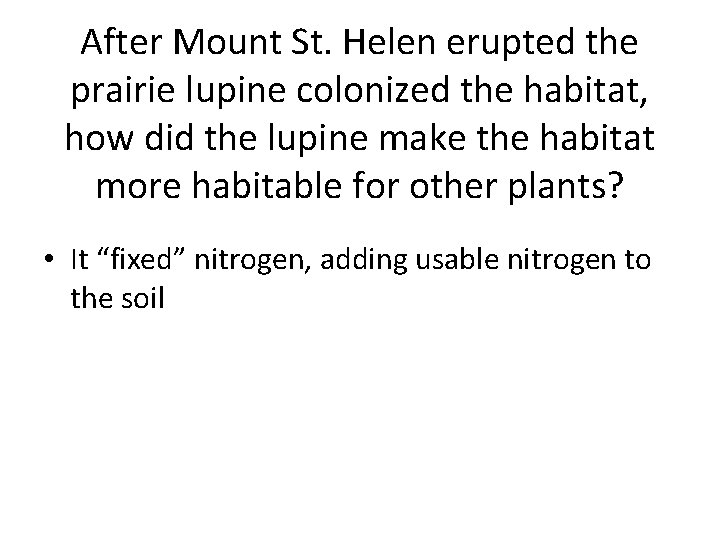 After Mount St. Helen erupted the prairie lupine colonized the habitat, how did the