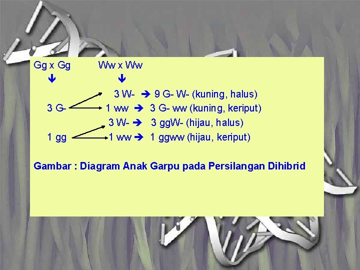 Gg x Gg Ww x Ww 3 W- 9 G- W- (kuning, halus) 3