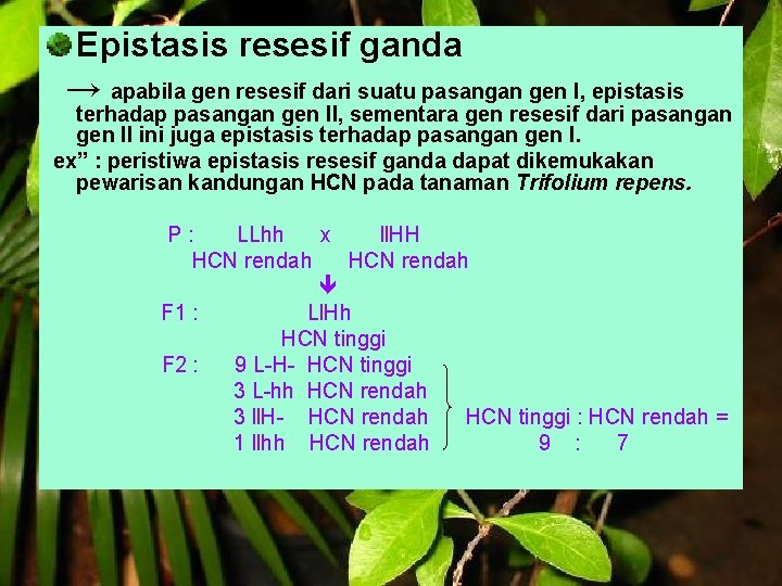 Epistasis resesif ganda → apabila gen resesif dari suatu pasangan gen I, epistasis terhadap