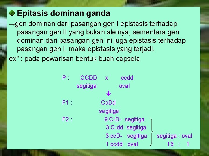 Epitasis dominan ganda →gen dominan dari pasangan gen I epistasis terhadap pasangan gen II